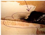 mold spores